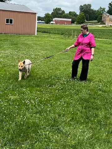 Groomer using clippers on a fluffy, light-colored dog indoors. Both focused, well-lit.