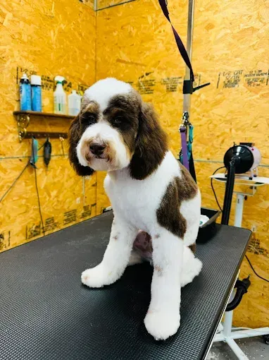 Dog with brown and white fur sits on a grooming table.