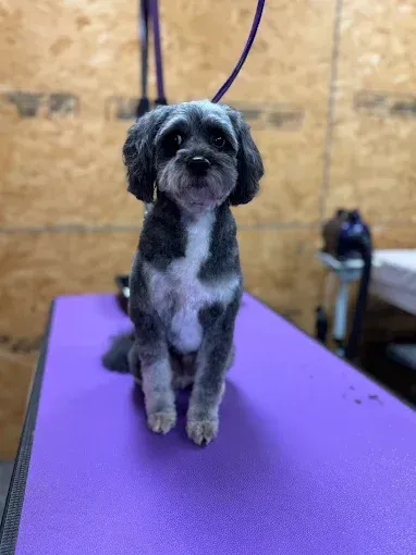 Black and white dog with a fresh haircut sitting on a purple grooming table, looking forward.