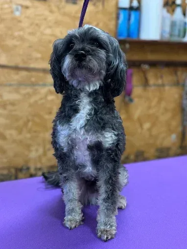 Black and gray dog sits on a purple table, looking at the camera.