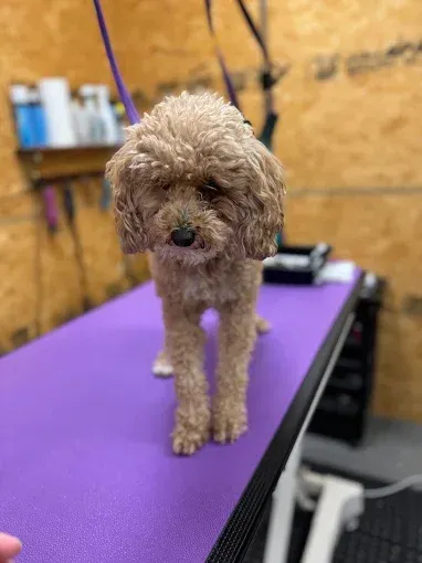 Brown poodle standing on a purple grooming table, looking forward with a neutral expression.
