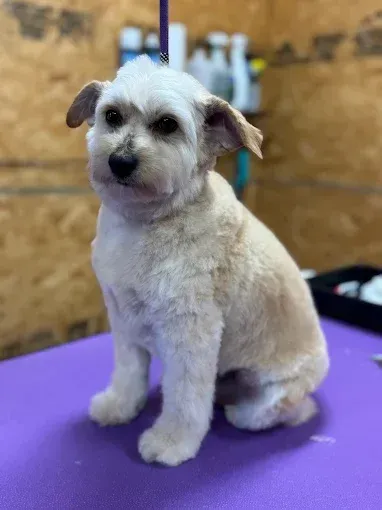 Cream-colored dog with a recent haircut sits on a purple surface. The background is a grooming shop.