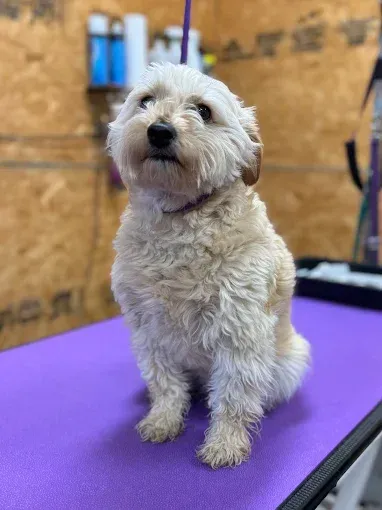 A fluffy, tan-colored dog with a short haircut sits on a purple grooming table.