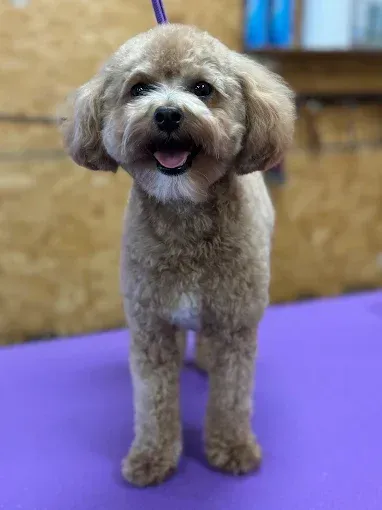 Tan-colored poodle with a freshly groomed face and body, standing on a purple surface and smiling.