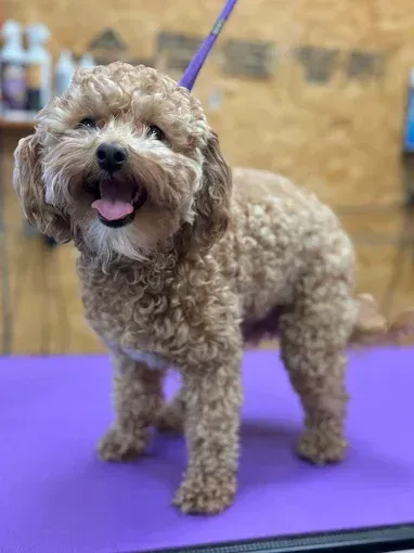 Brown poodle with a happy expression stands on a purple grooming table.