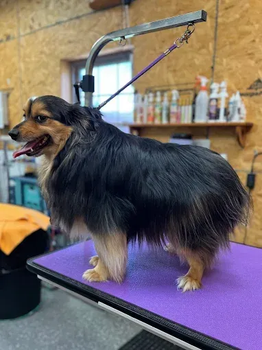 Dog with black, tan, and white fur on a grooming table. It is panting and appears content.
