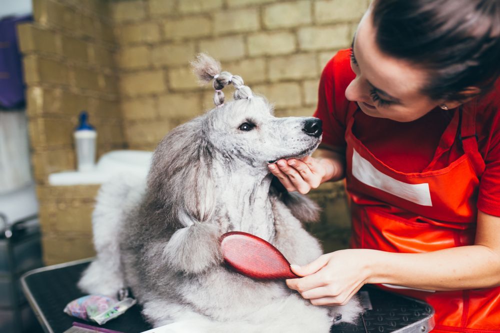 Woman grooming a gray poodle with a brush in a salon.