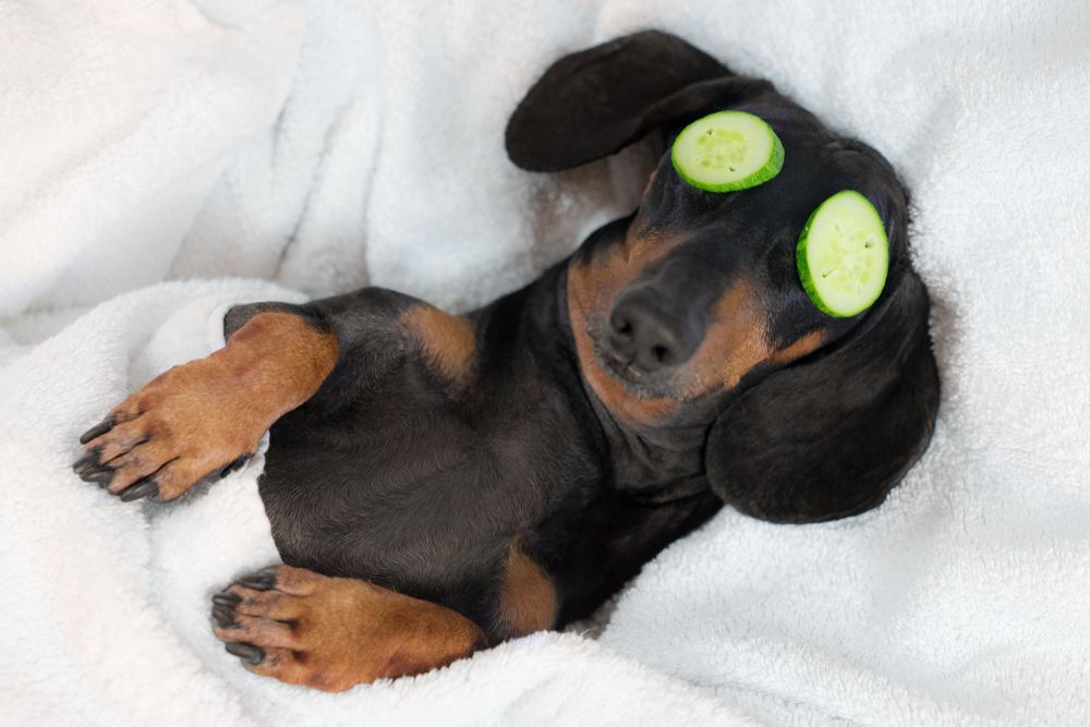 Dachshund dog relaxing with cucumber slices over eyes, wrapped in a white blanket.