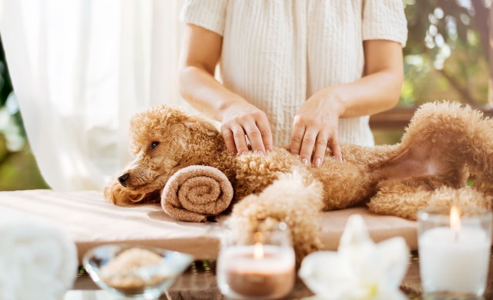 Person giving a poodle a massage on a table with candles, flowers, and a rolled towel.