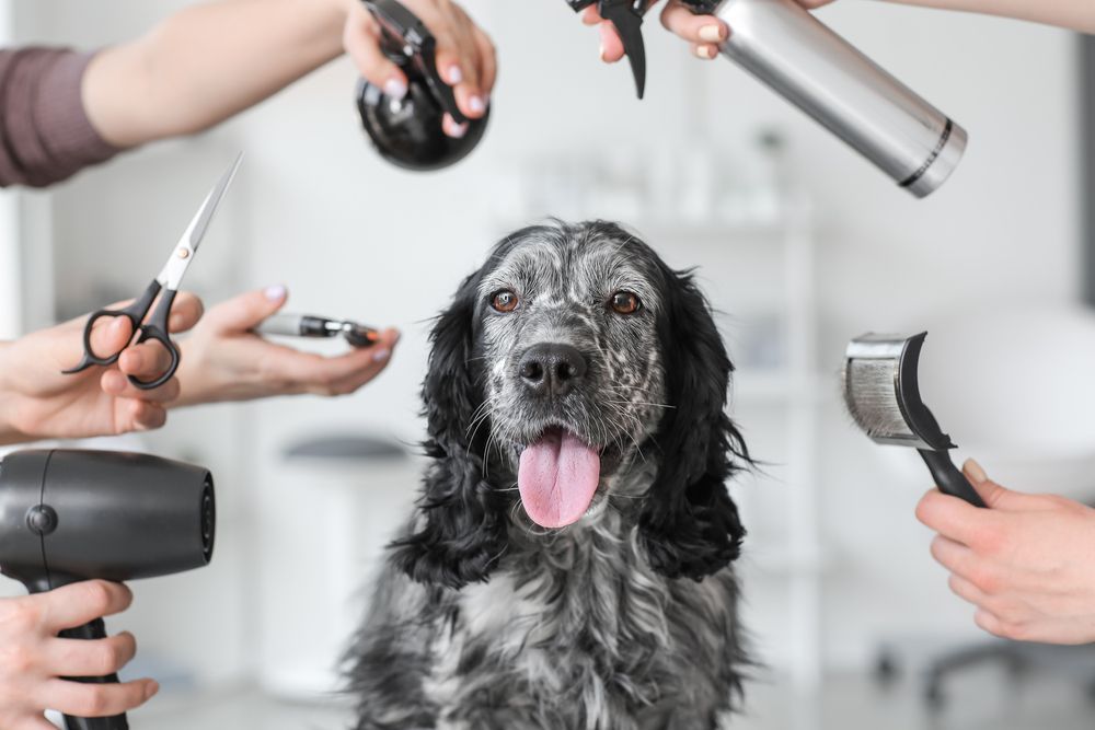 Dog at a grooming salon surrounded by hands holding tools; dog has tongue out.