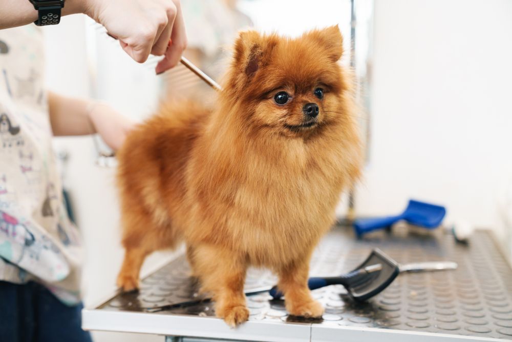 A Pomeranian dog being groomed on a table with tools.