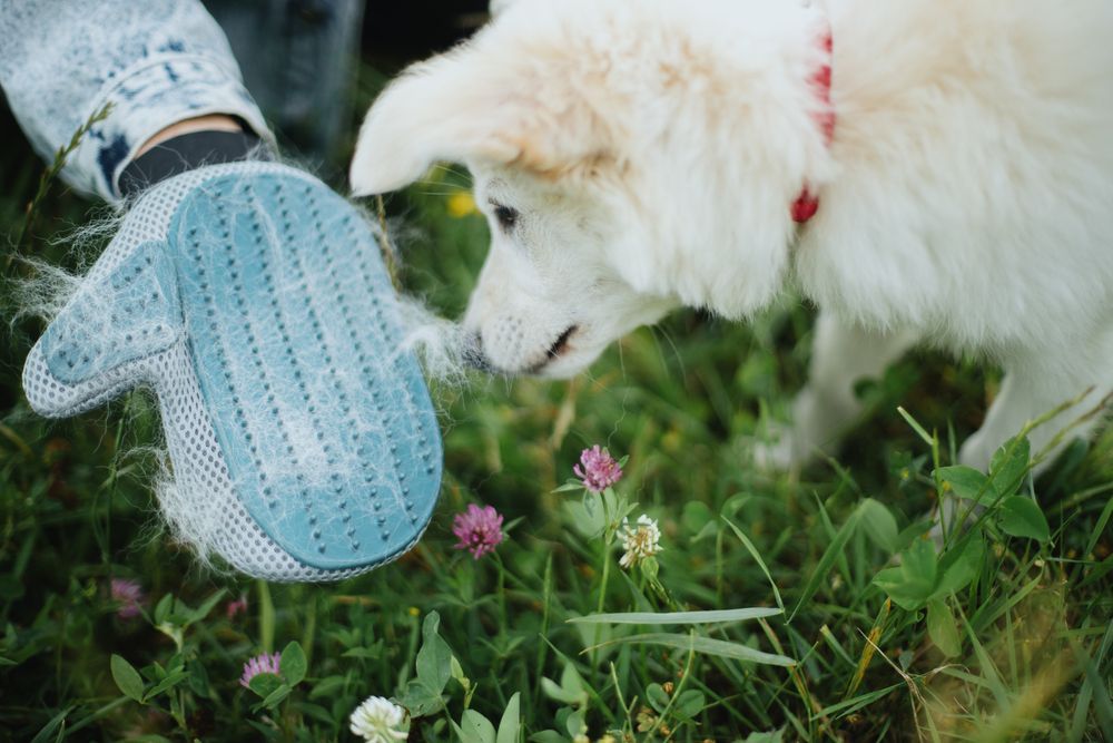 A white dog being brushed outside; a blue grooming mitt collects fur.