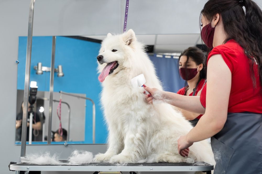 Dog being brushed by a person in a grooming salon; white fur, blue walls, masked workers.