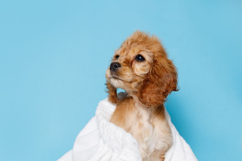 A golden Cocker Spaniel puppy wrapped in a white towel, looking upwards against a blue background.