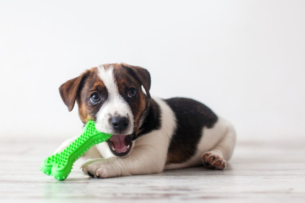 Puppy with brown and white markings lying down, chewing on a green bone toy.