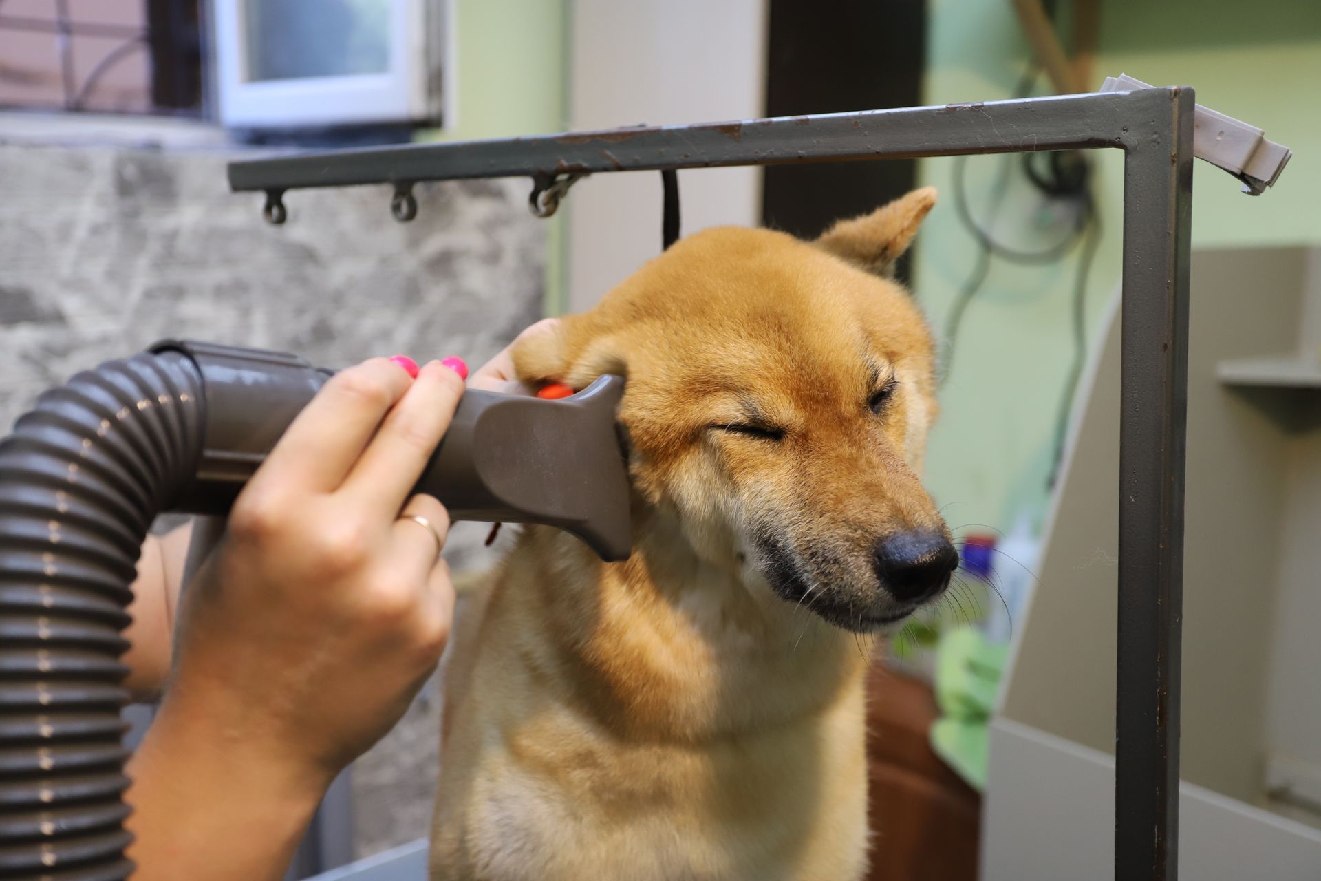 Dog being dried with a dryer in a grooming shop.