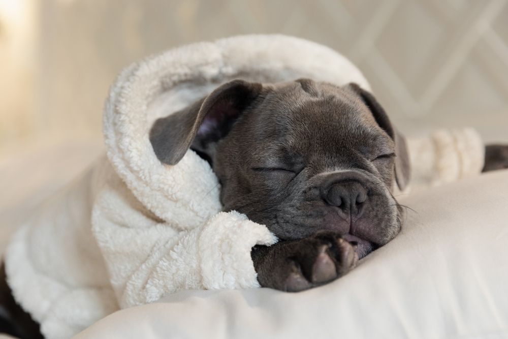 Gray bulldog puppy asleep in a white hooded robe, resting on a white pillow.