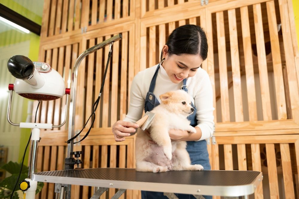 Woman grooming a small dog on a table, holding a brush, with a hair dryer in the background; wooden background.