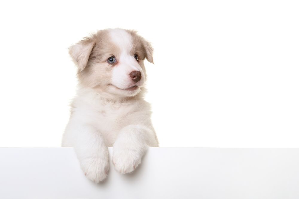 Puppy with white and tan fur, paws resting on a white surface, looking to the side.