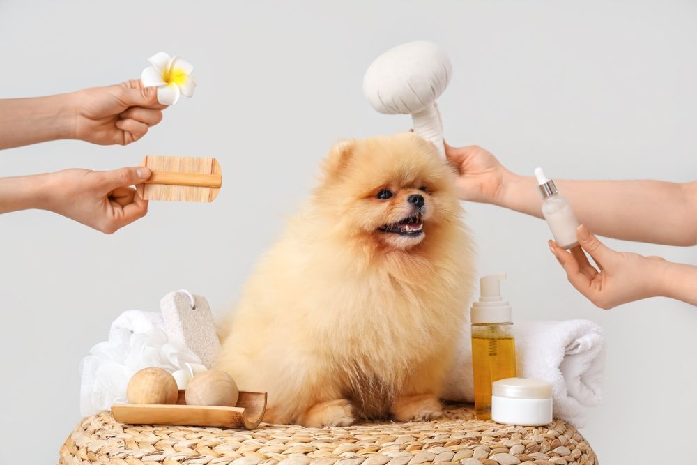 Fluffy Pomeranian being pampered with grooming tools like a brush, flower, and oils.