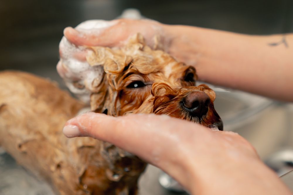 Dog being washed with soapy water, held by two hands.