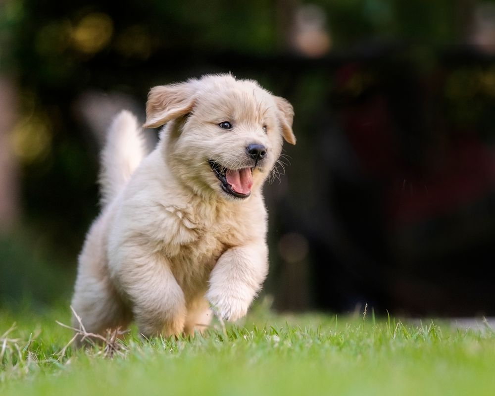 Happy, fluffy golden puppy running on green grass.