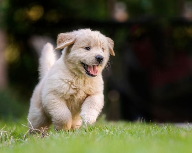 Happy, fluffy golden puppy running on green grass.