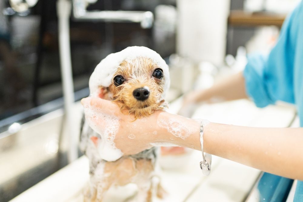 Dog being bathed in a sink, hands covered in soap, blue shirt, white background.