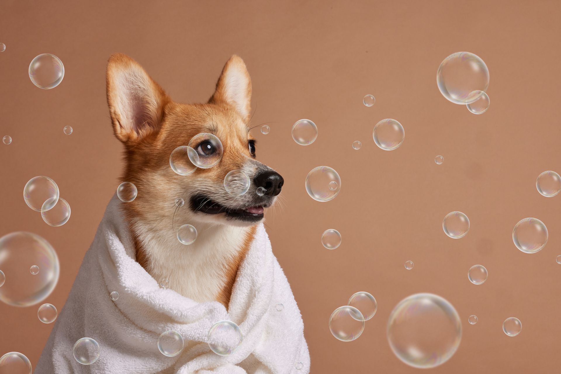 Corgi wrapped in a white towel with bubbles floating around it against a brown background.