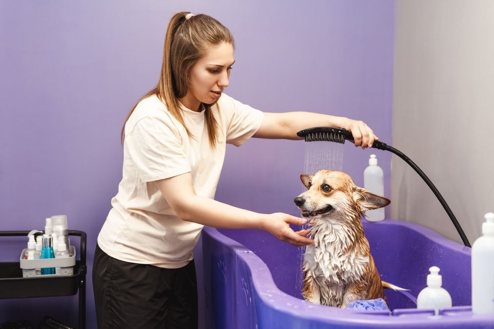 Groomer giving a wet Corgi a bath in a purple tub. She holds the showerhead, shampoo bottles on the side.