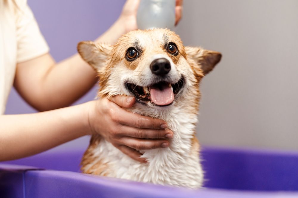 Wet corgi dog enjoying a bath in a purple tub, being soaped by a person.