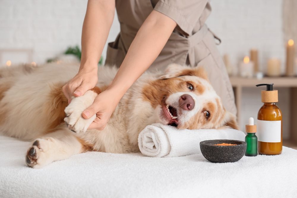Dog getting a massage on a spa table; person massaging the dog's paw; dog appears relaxed, table with towels and oils.