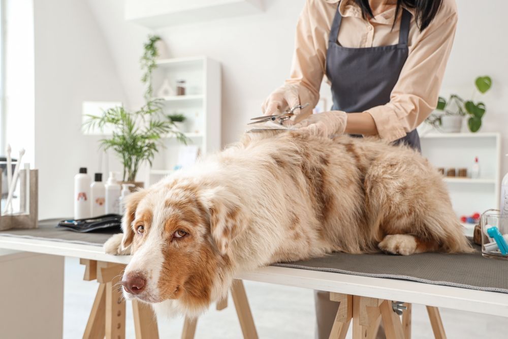 Person grooming a fluffy, brown and white dog on a table; tools and products are visible.