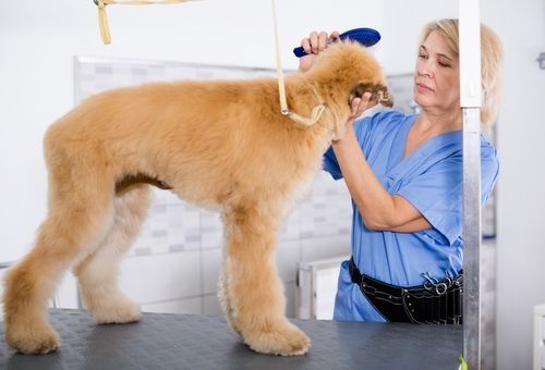 Dog groomer brushing a golden retriever's head on a grooming table.