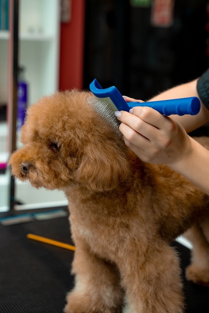Person grooming a brown poodle with a blue comb.