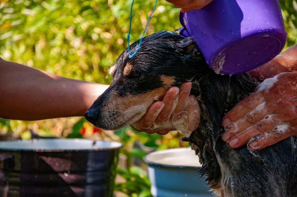 Dog being bathed outdoors, water poured from purple bucket.