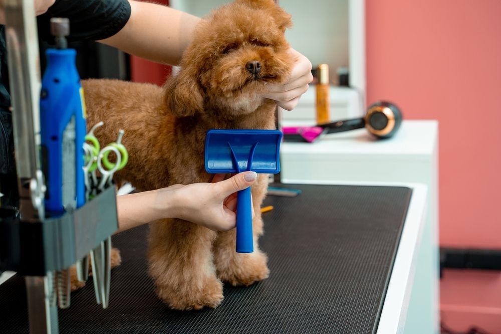 Person grooming a brown poodle at a grooming table, using a blue rake-like tool.