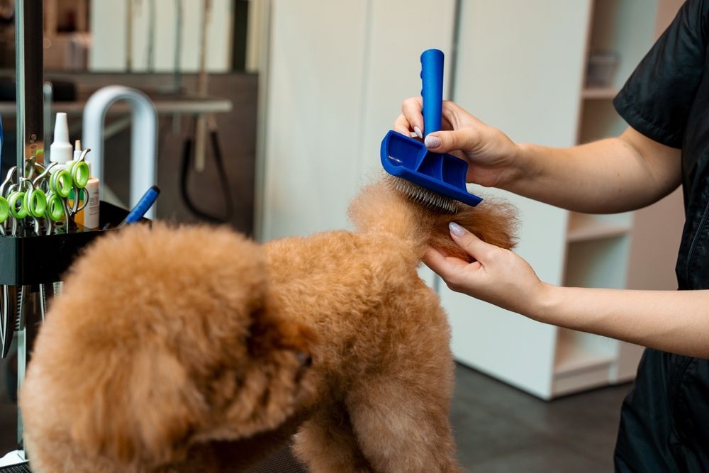 A person grooming a brown poodle's tail with a blue grooming tool indoors.