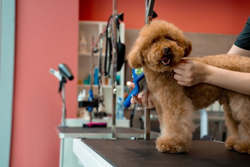Dog groomer brushing a fluffy brown poodle on a grooming table in a salon.