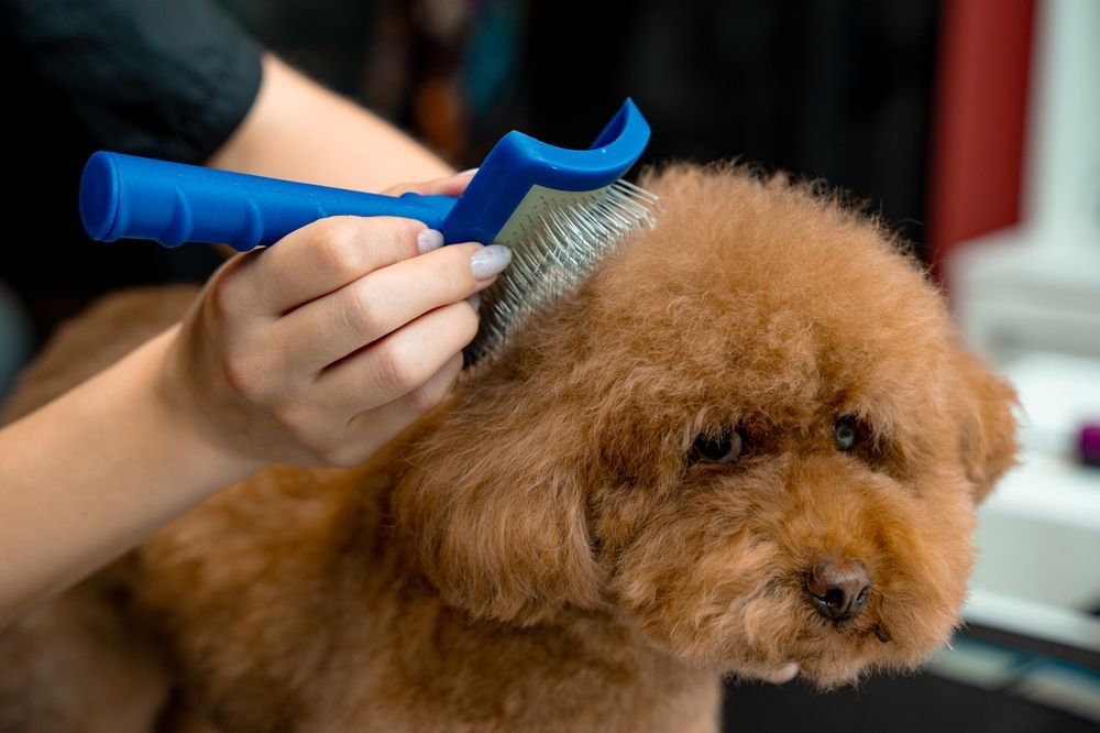 Person grooming a brown poodle's fur with a blue brush.