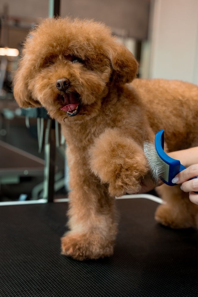 A brown poodle gets groomed with a brush on a black table.
