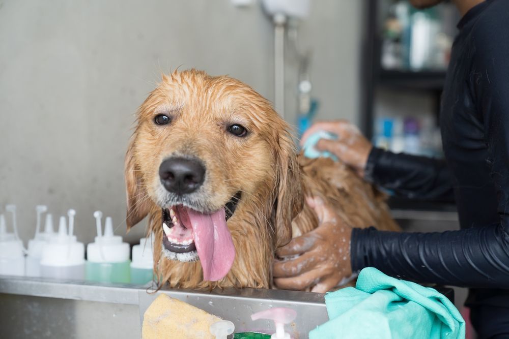 Golden retriever getting a bath at a grooming station, smiling, wet fur, being washed by a person.