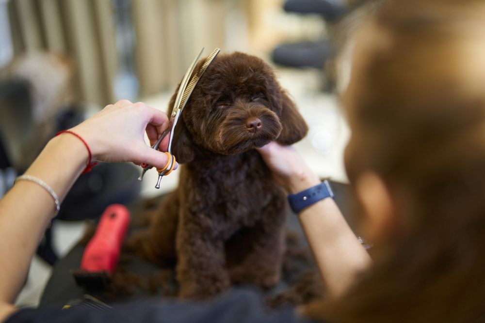 Dog being groomed with scissors; brown fur, seated; person's hands holding scissors and grooming dog.