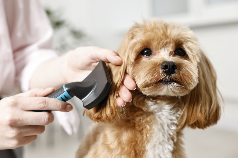 Person brushing a small, brown dog's fur, indoors. Dog looks toward the camera.