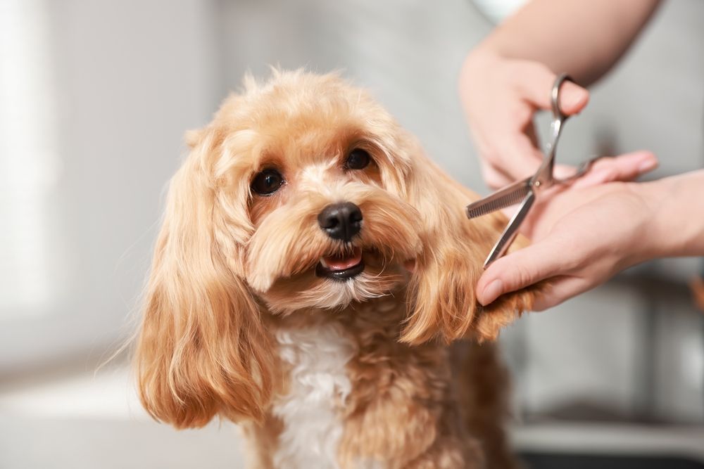 Dog being groomed with scissors; tan fur, white chest, person's hands visible.