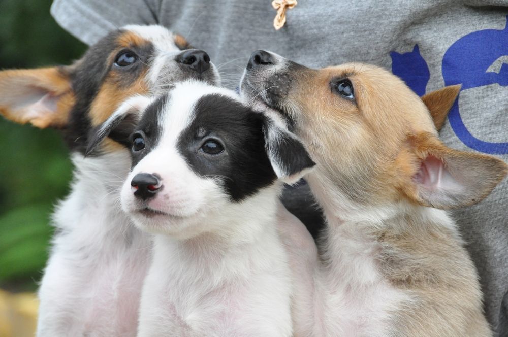 Three puppies looking up, one licking a person's shirt.