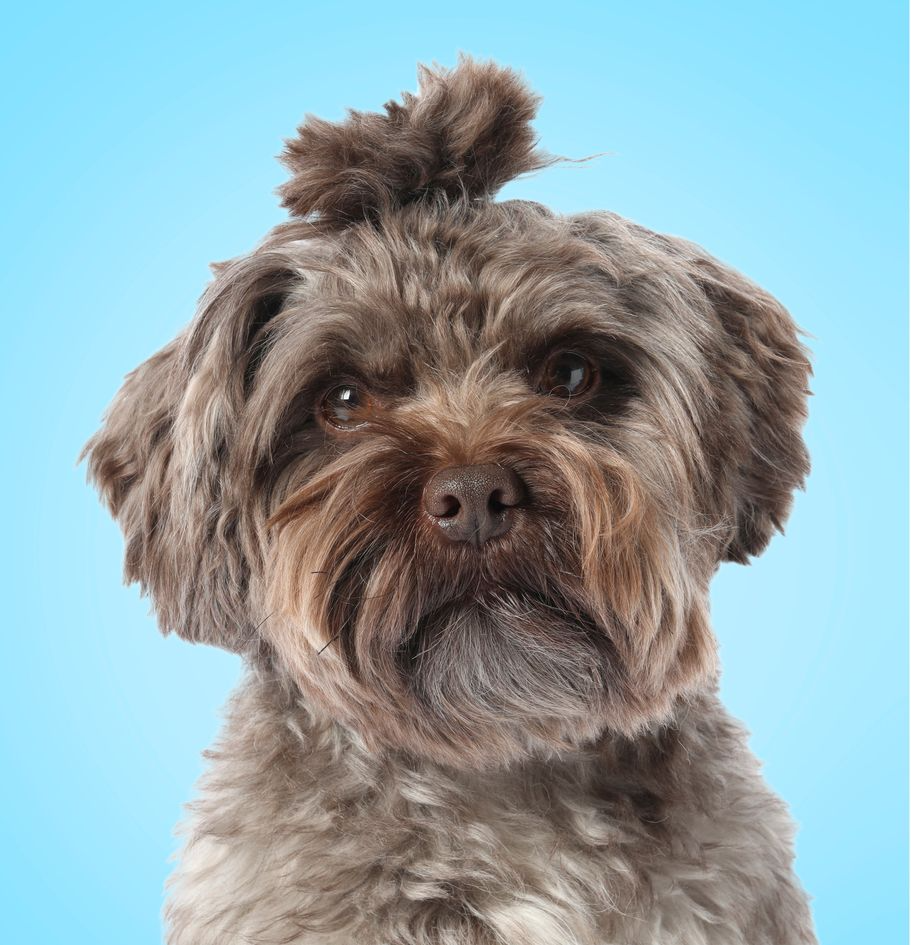 Brown-haired dog with dark eyes, a tuft on its head, and a slight beard, against a blue backdrop.