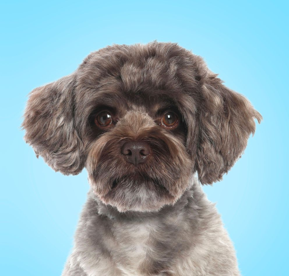 Brown and grey dog with round ears and a dark nose, on a blue background.