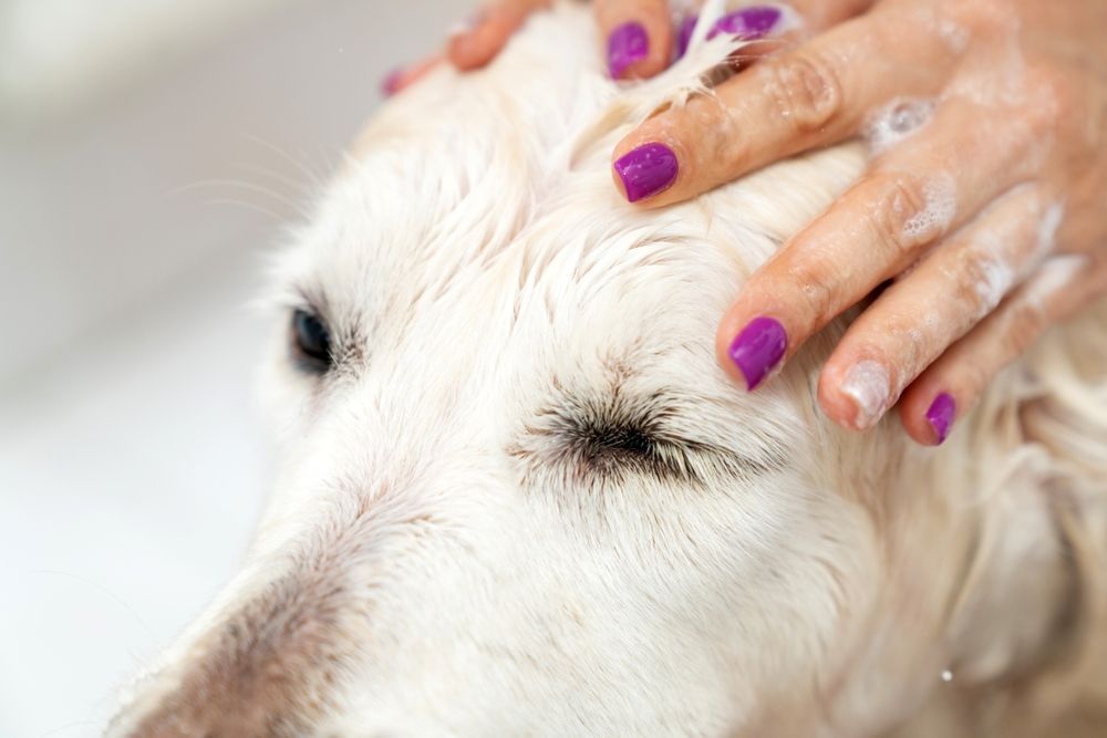 Dog being bathed; a person’s hands gently massaging its wet fur with soap suds.
