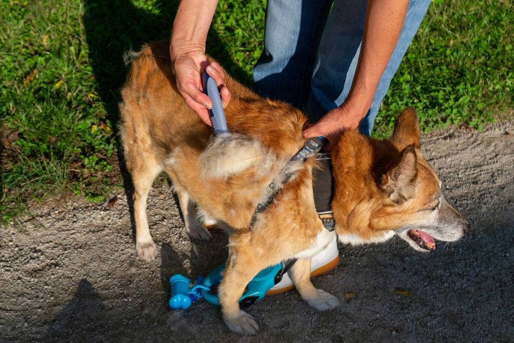 Person brushing a brown dog outdoors. The dog wears a harness and has a blue bag attached.